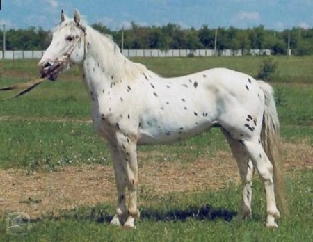 Altajský kůň