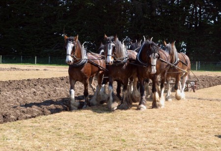 Clydesdale