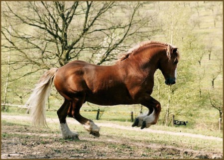 Českomoravský belgik