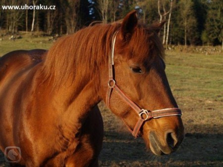 Český chladnokrevník