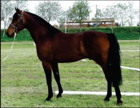 Furioso